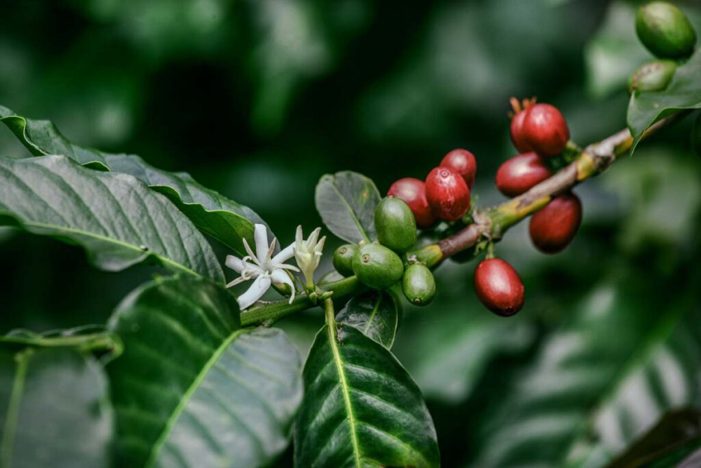 Kaffee_fruchtentwicklung