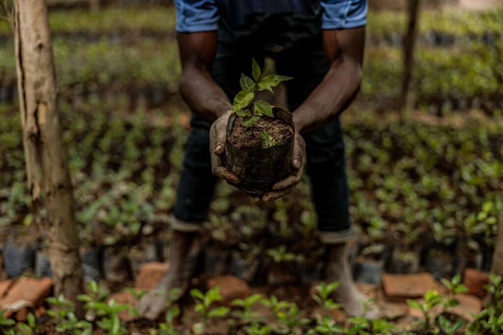 Kaffee_pflanzung